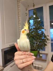 Корелла