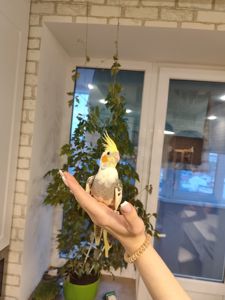 Корелла