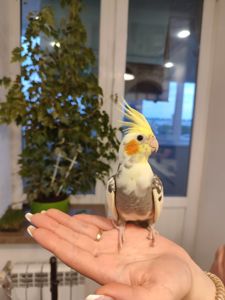 Корелла