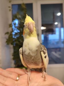 Корелла