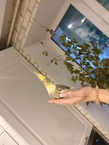Корелла