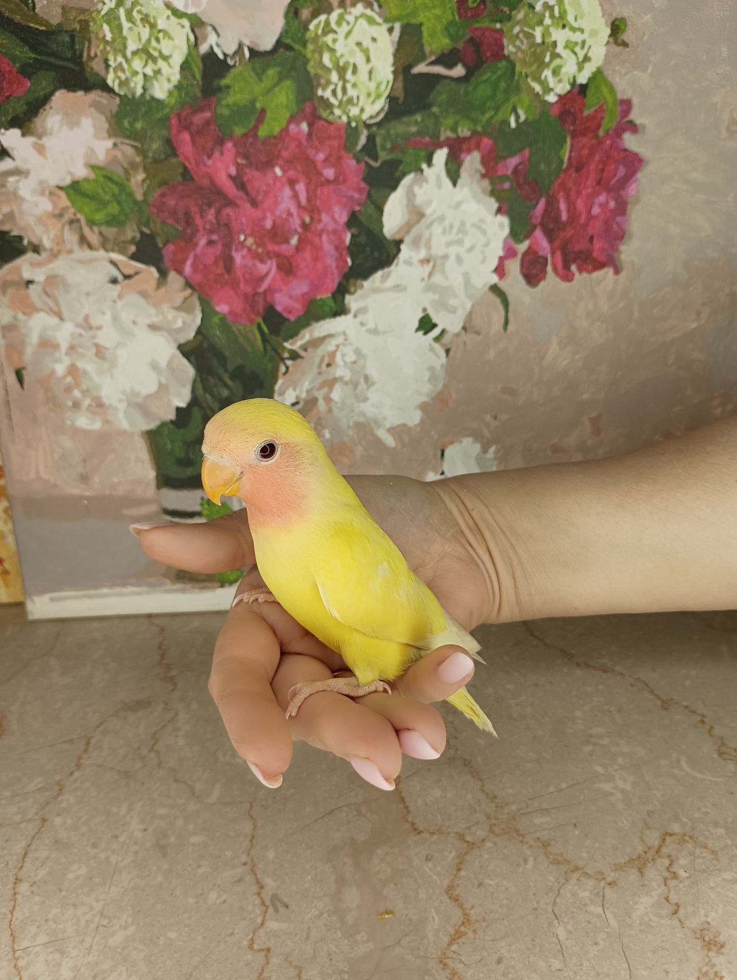 Ручнейший неразлучник
