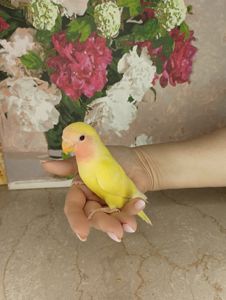Ручнейший неразлучник