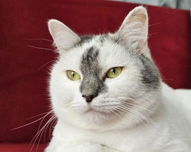 Варвара: ніжна котуся терміново шукає дім (кішка, 1 рік)
