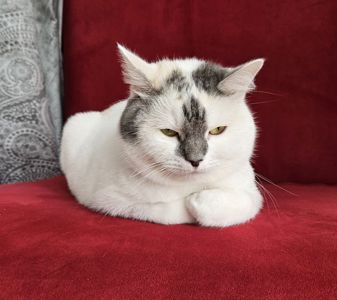 Варвара: ніжна котуся терміново шукає дім (кішка, 1 рік)