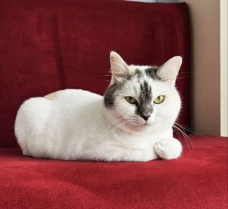 Варвара: ніжна котуся терміново шукає дім (кішка, 1 рік)