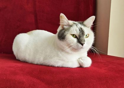 Варвара: ніжна котуся терміново шукає дім (кішка, 1 рік)
