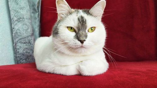 Варвара: ніжна котуся терміново шукає дім (кішка, 1 рік)