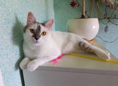 Варвара: ніжна котуся терміново шукає дім (кішка, 1 рік)
