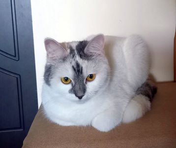 Варвара: ніжна котуся терміново шукає дім (кішка, 1 рік)