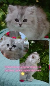 Кошеня дівчинка Хайленд Страйт срібляста Шиншилла