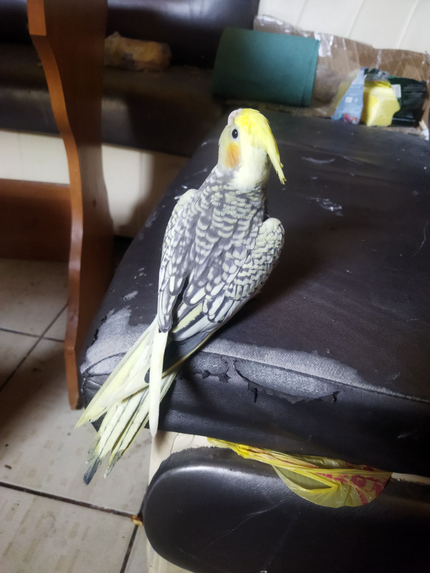 Корела