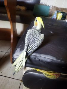 Корела