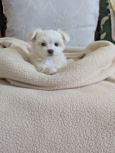 Цуценя дівчинка
