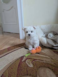 Цуценя дівчинка
