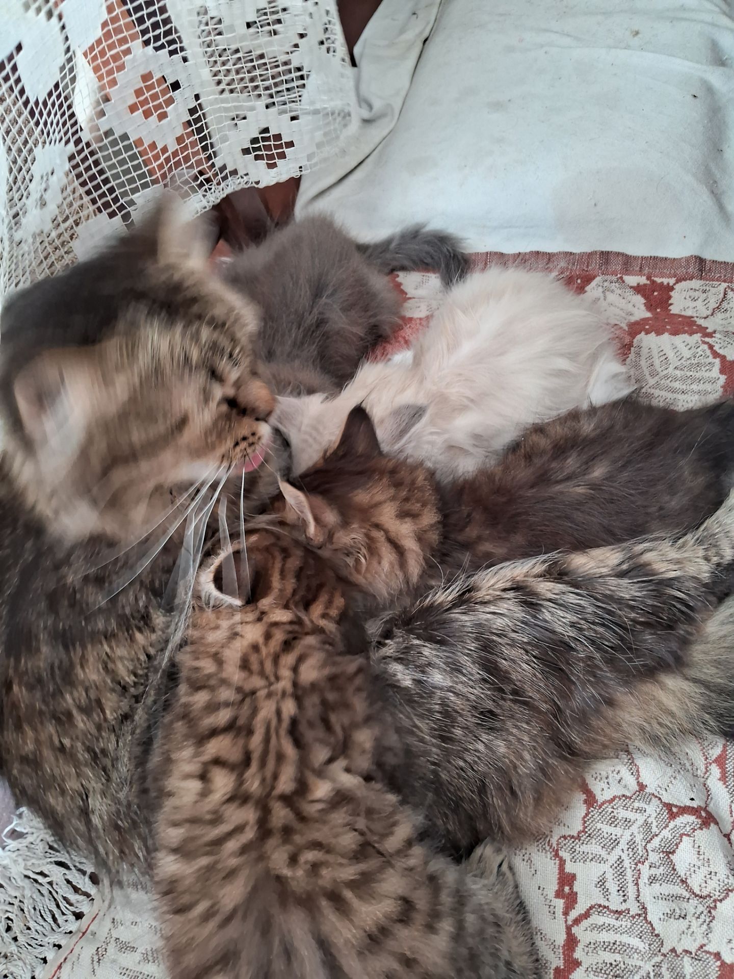 Хайленд страйт котята