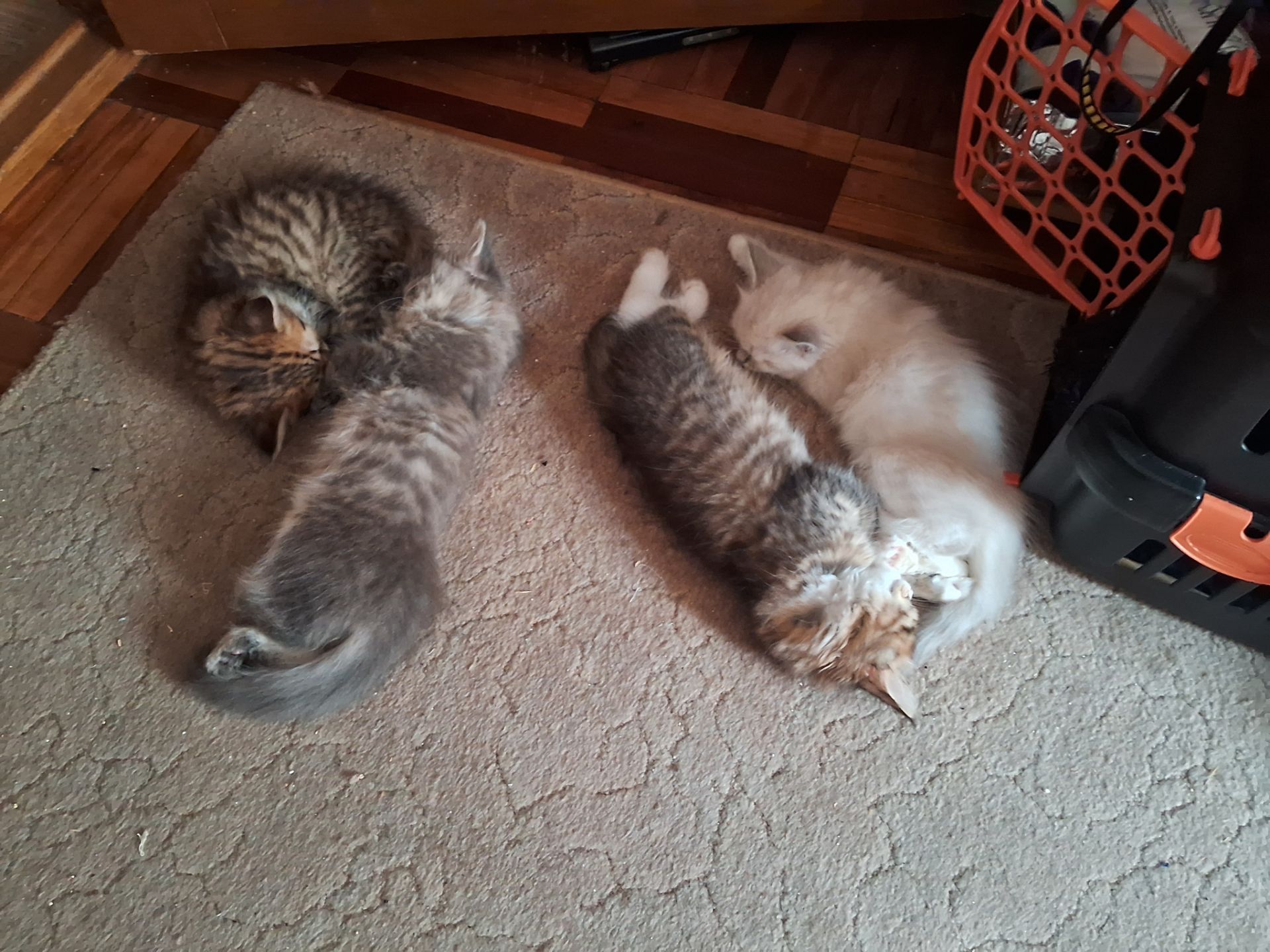 Хайленд страйт котята