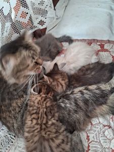 Хайленд страйт котята