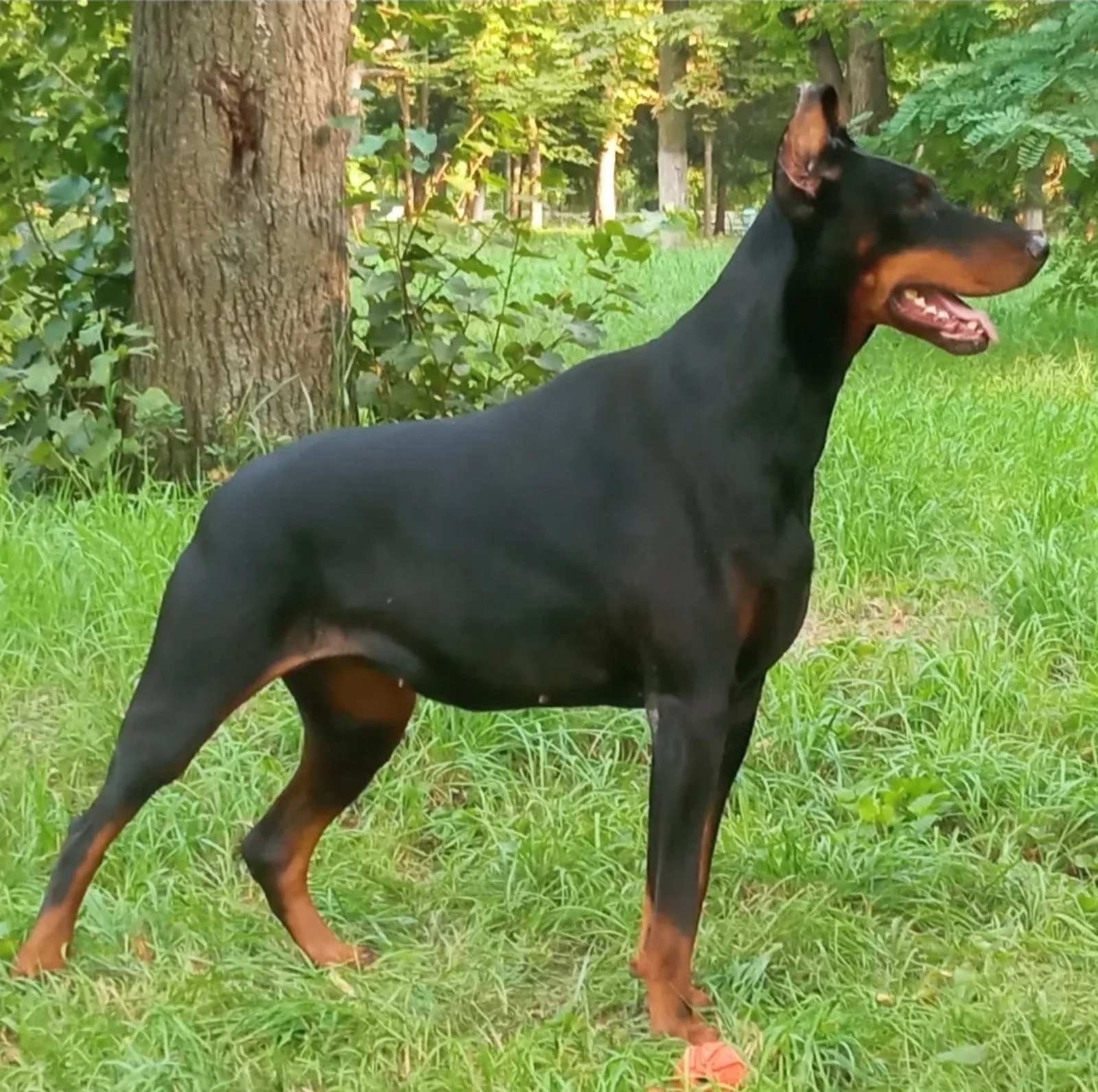 Отдам в семью