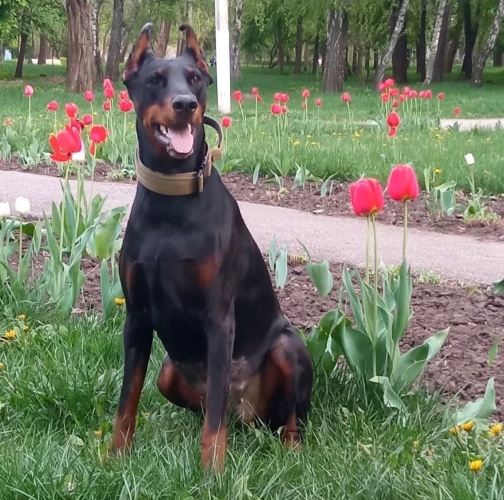 Отдам в семью