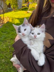 Кошеня