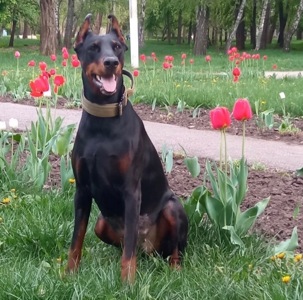 Отдам в семью