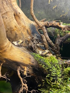 Theloderma asperum