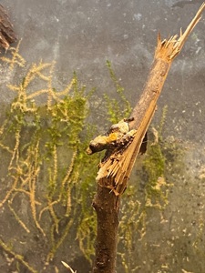 Theloderma asperum