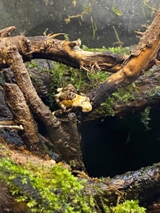 Theloderma asperum