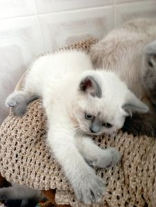 Велетні віслоушки та прямоушки
