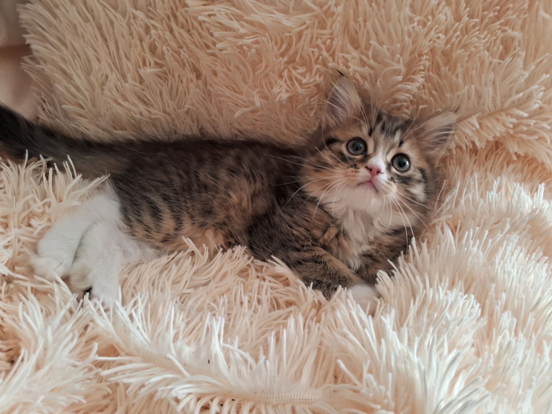 Хайленд страйт котята