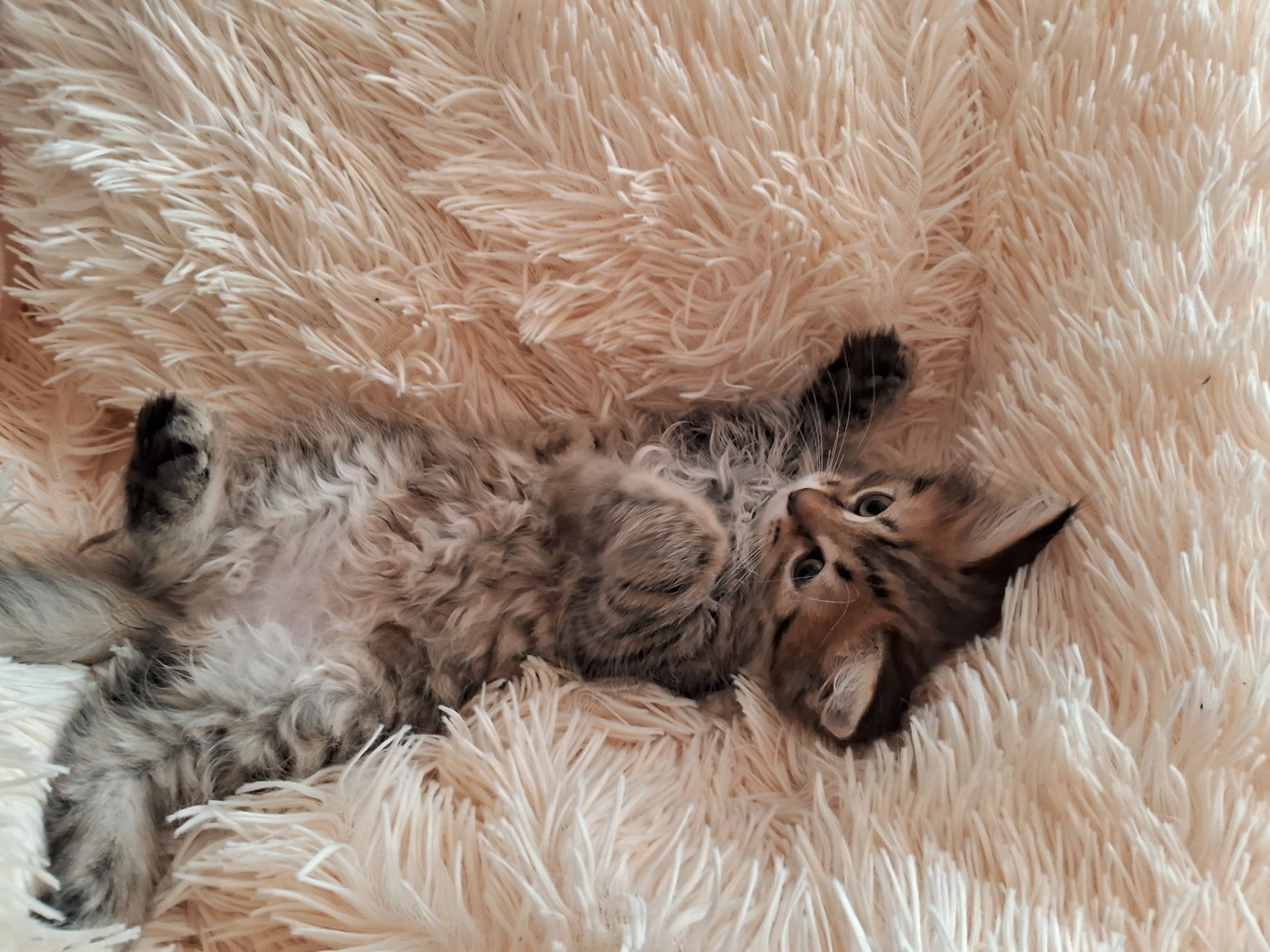 Хайленд страйт котята