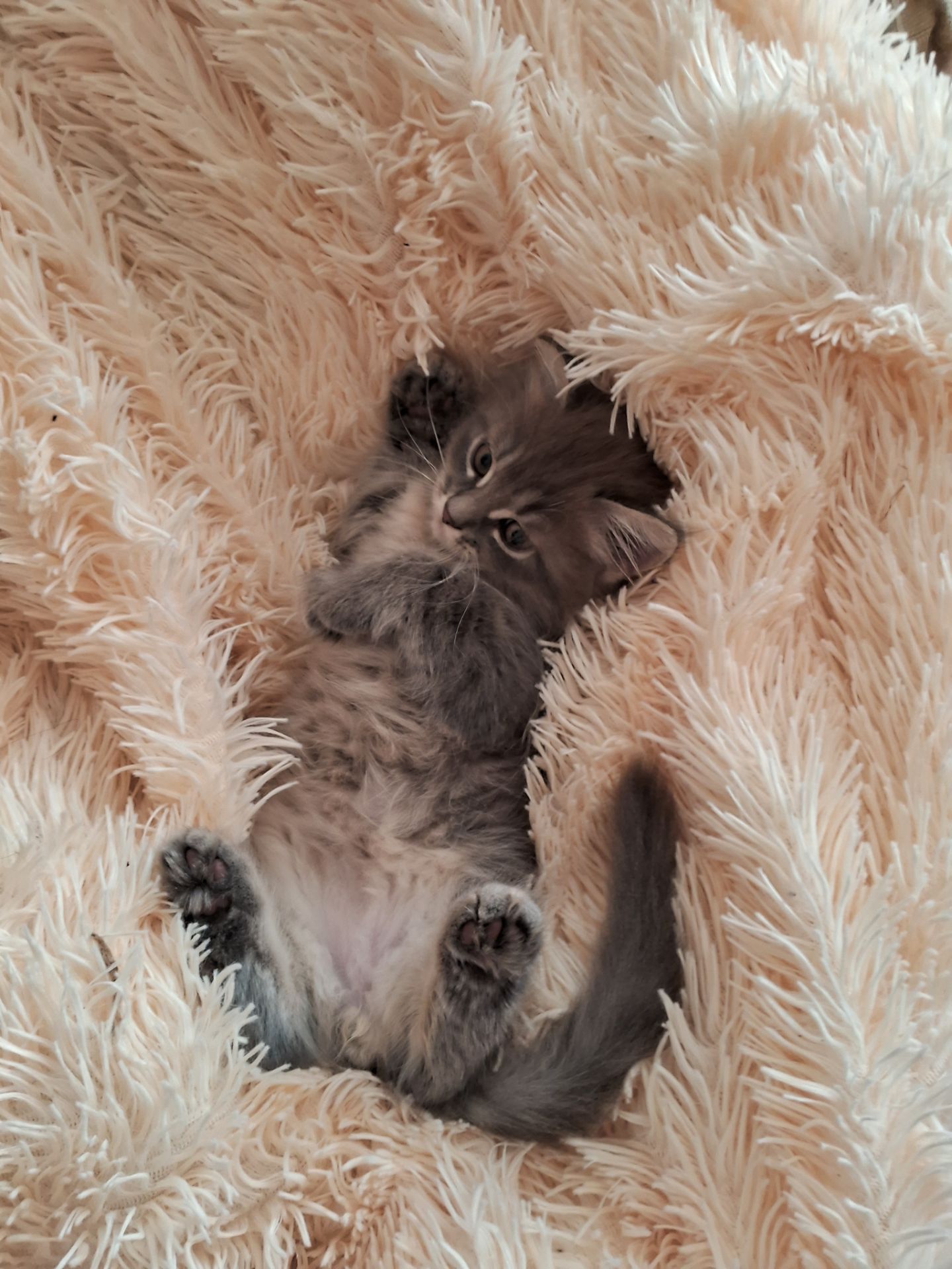 Хайленд страйт котята