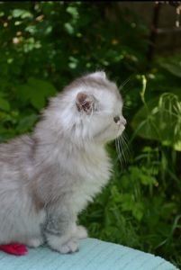 Серебристая шиншилла хайленд Страйт котенок девочка