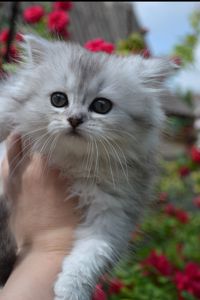 Серебристая шиншилла хайленд Страйт котенок девочка