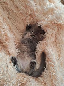 Хайленд страйт котята