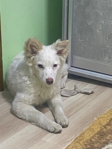Рокс
