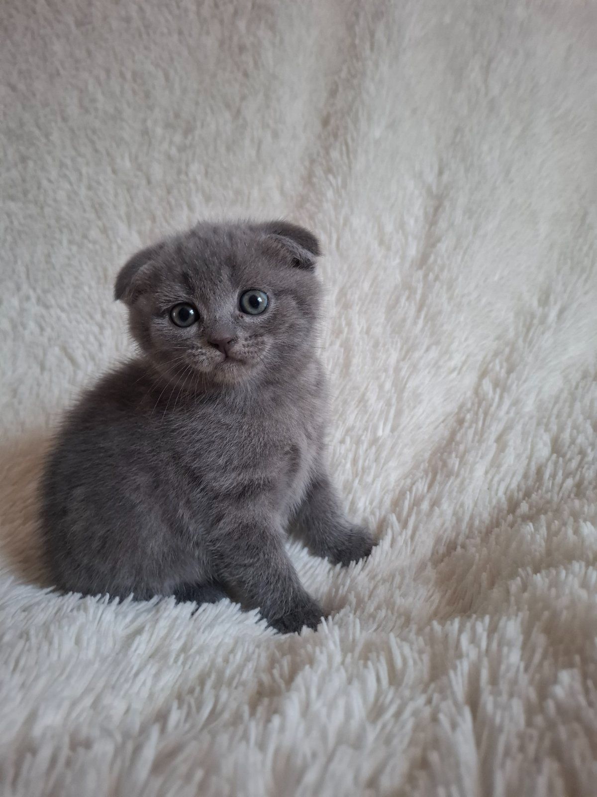 Кошенята
