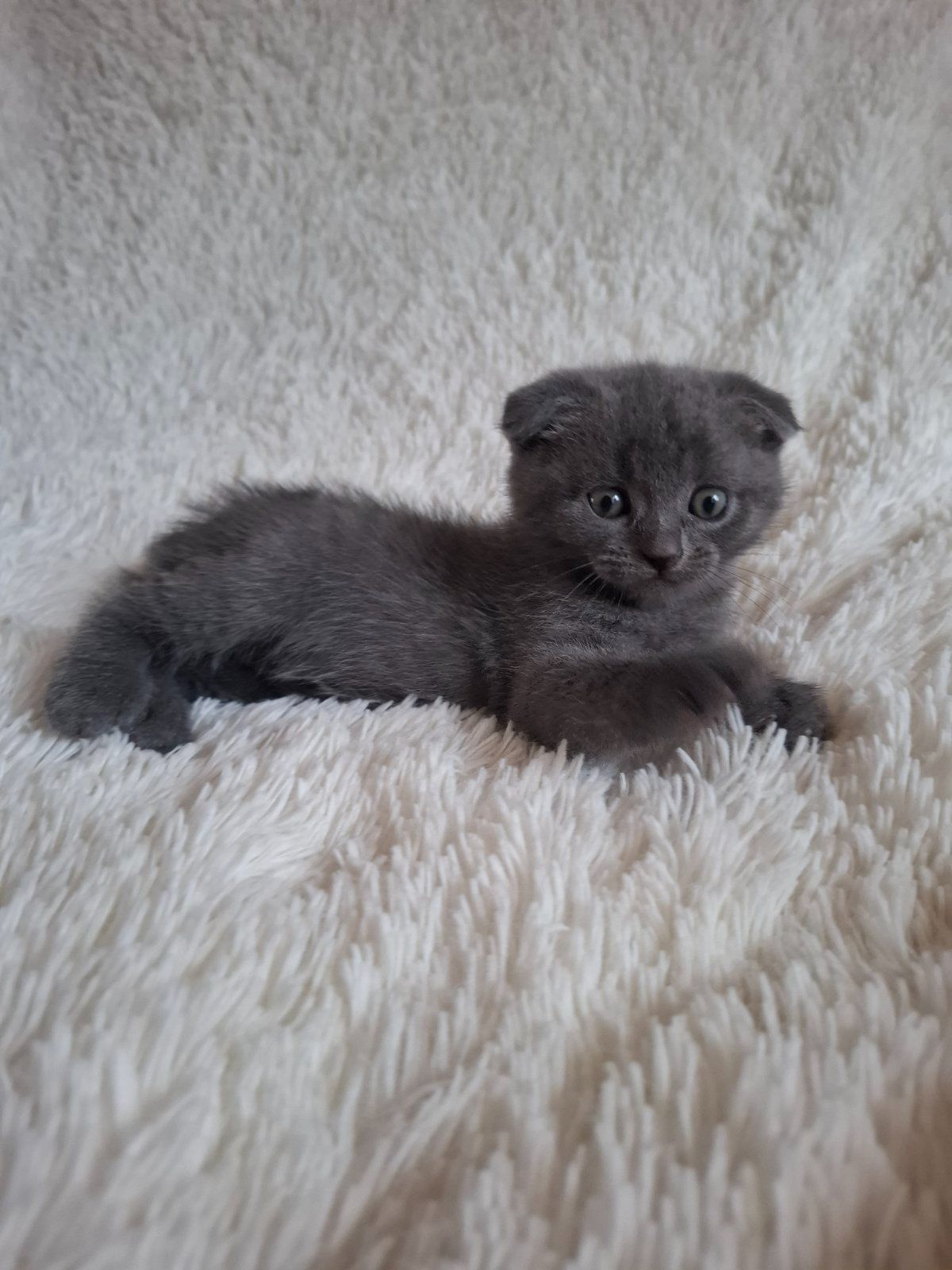 Кошенята