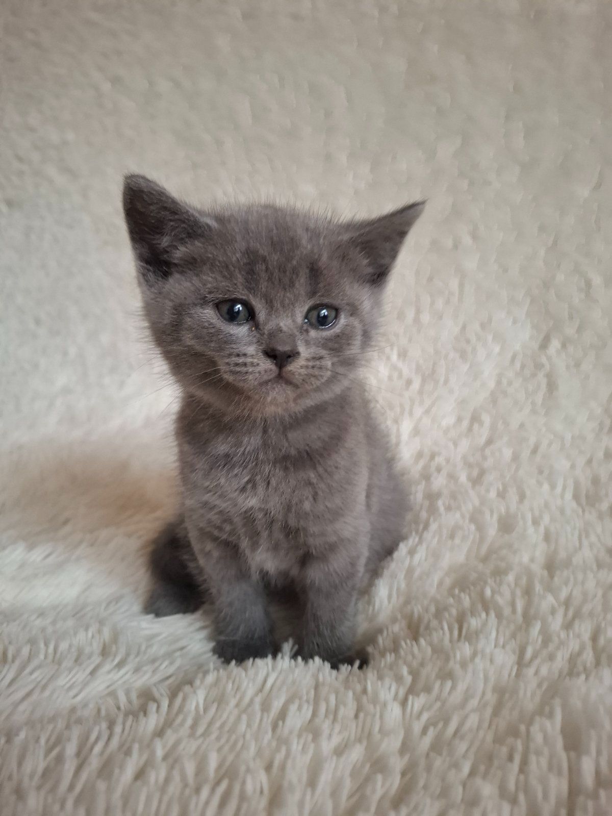 Кошенята