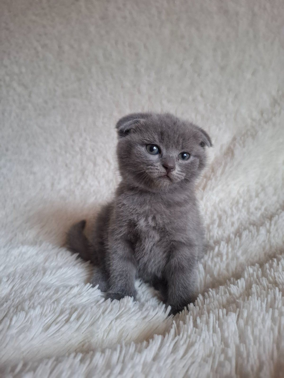 Кошенята