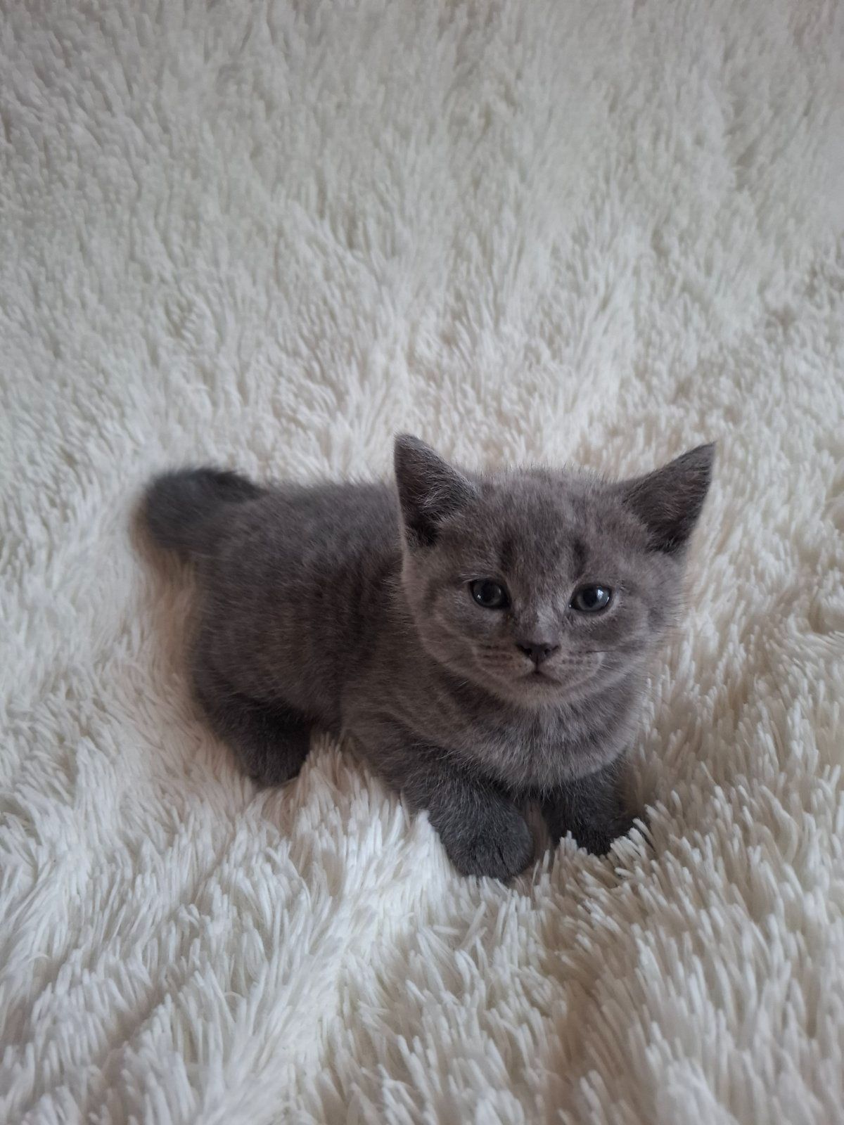 Кошенята