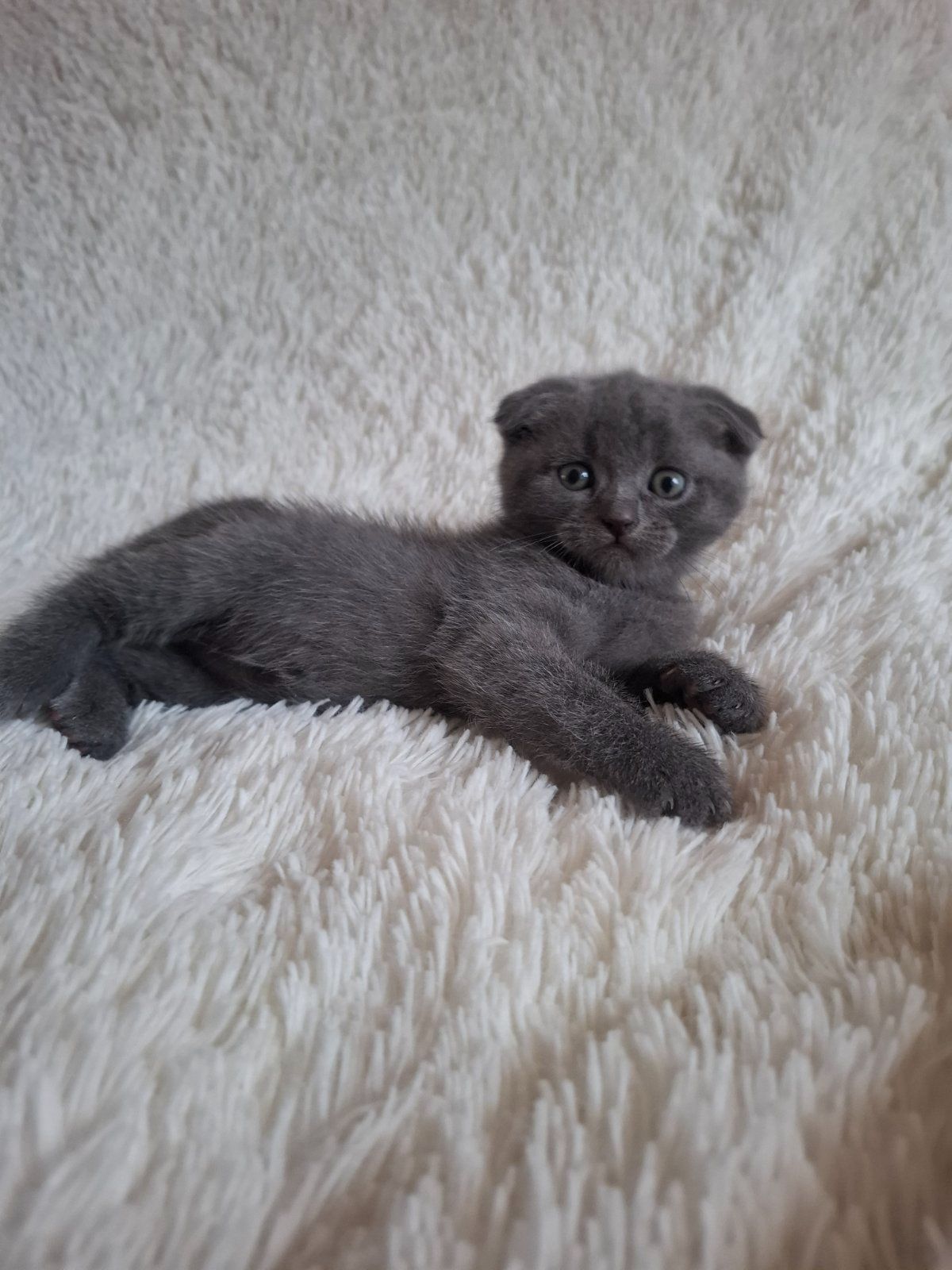 Кошенята