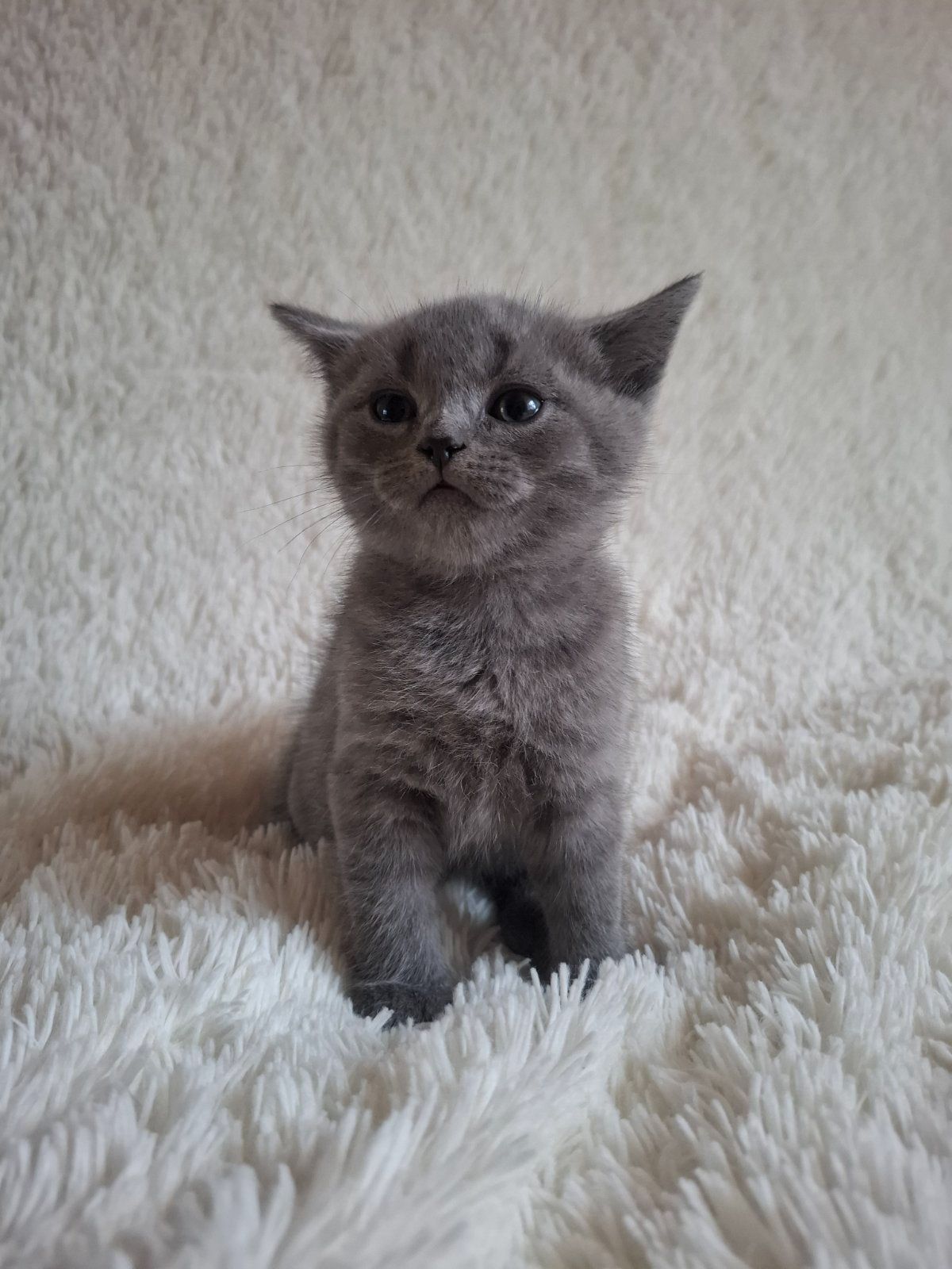 Кошенята