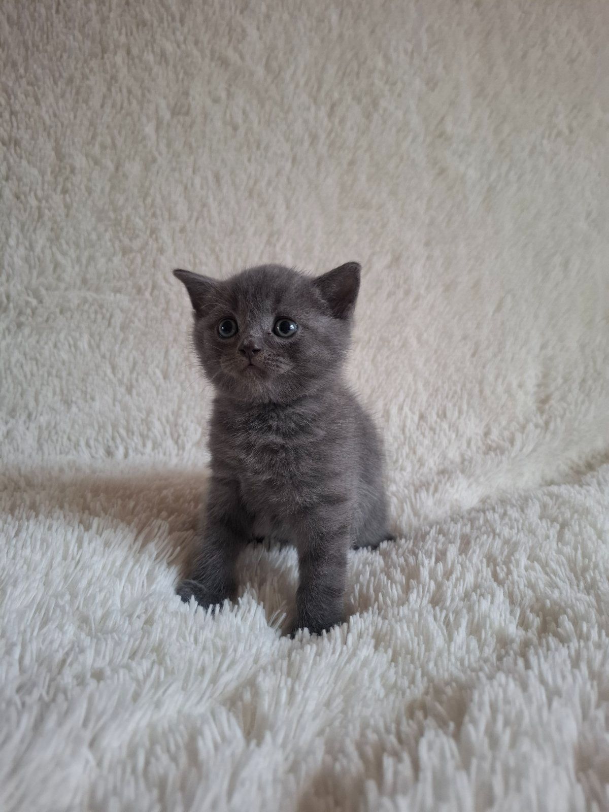 Кошенята