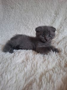 Кошенята