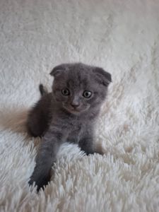 Кошенята