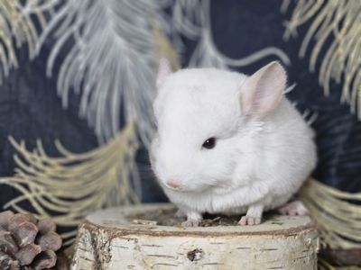 Девочка Бело-розовая Носитель Ангоры