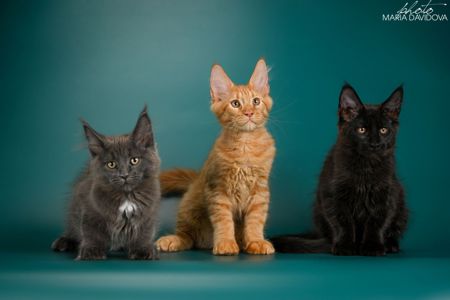 Кошенята породи Мейн-кун