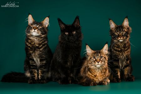 Кошенята породи Мейн-кун
